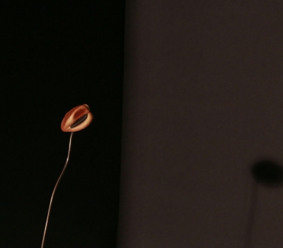 Ausstellung Anna Petersen